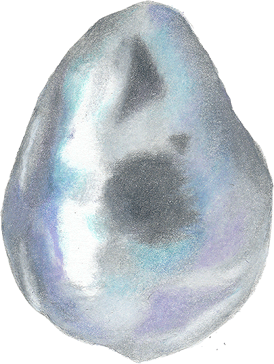 drawing of akoya pearl