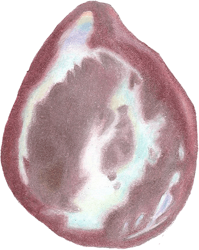 drawing of freshwater keshi pearl